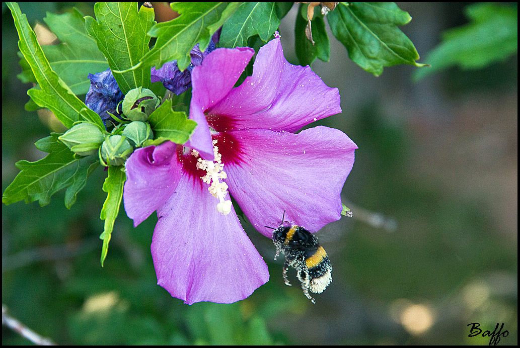 Abbuffata di polline.